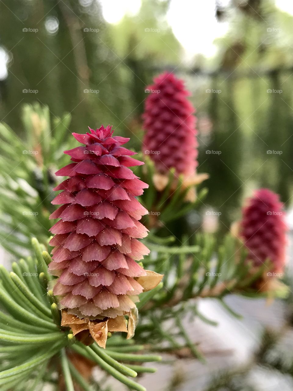 Colorful red pine cones sprouting