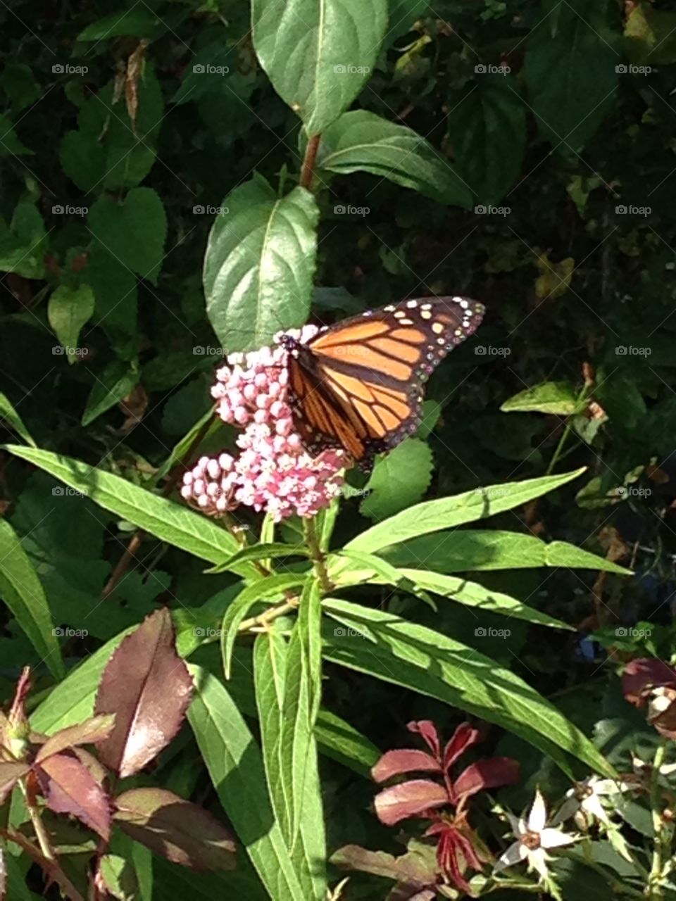 Butterfly . Caught this photo in my aunts backyard. 