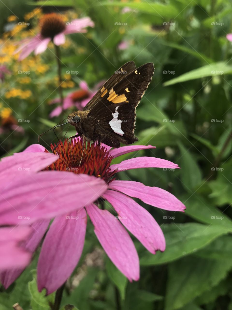 Orange and black butterfly on a pink coneflower