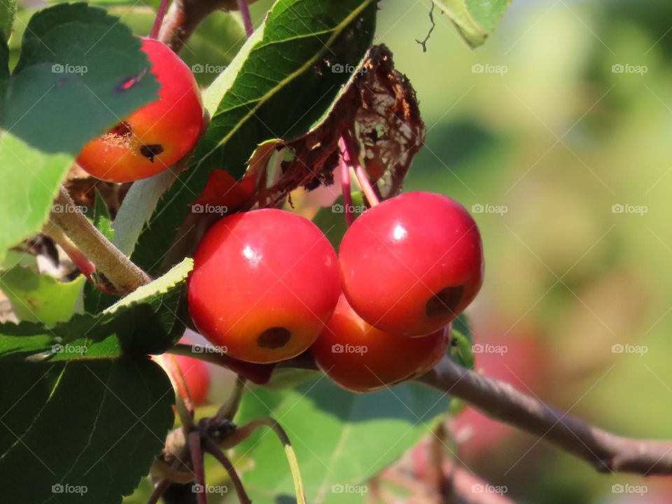 Small red apples