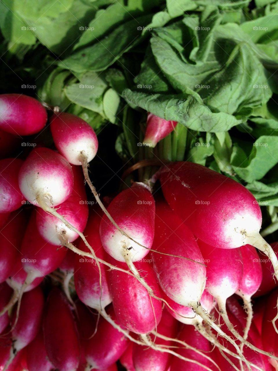 Radish.