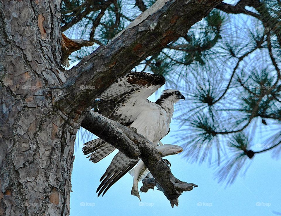My favorite moment -The Ospreys are also known as raptors because they use their claws instead of their beaks to capture prey.  High on a branch in the pine tree, he is holding a trout in his claws