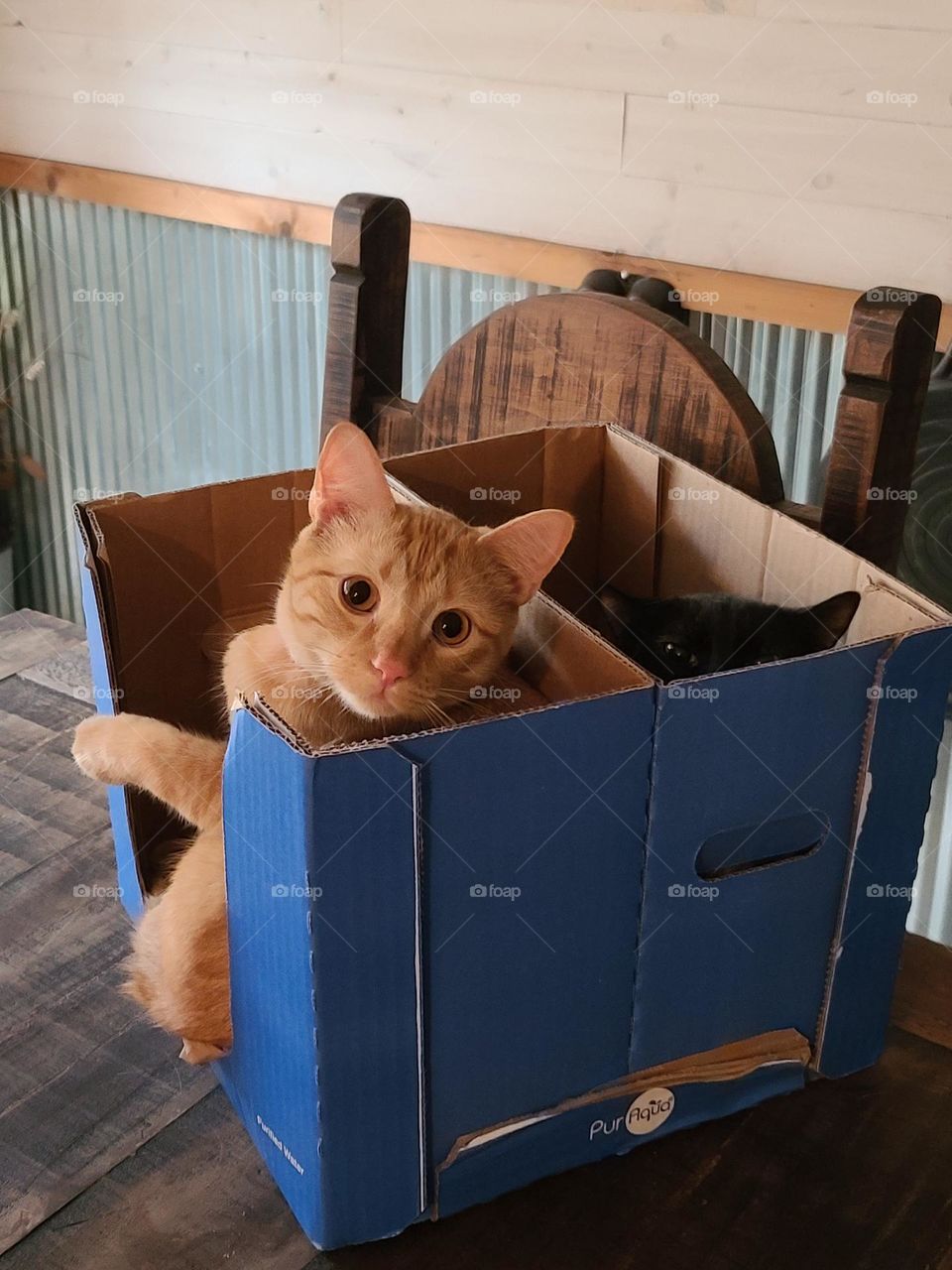 kitty in boxes