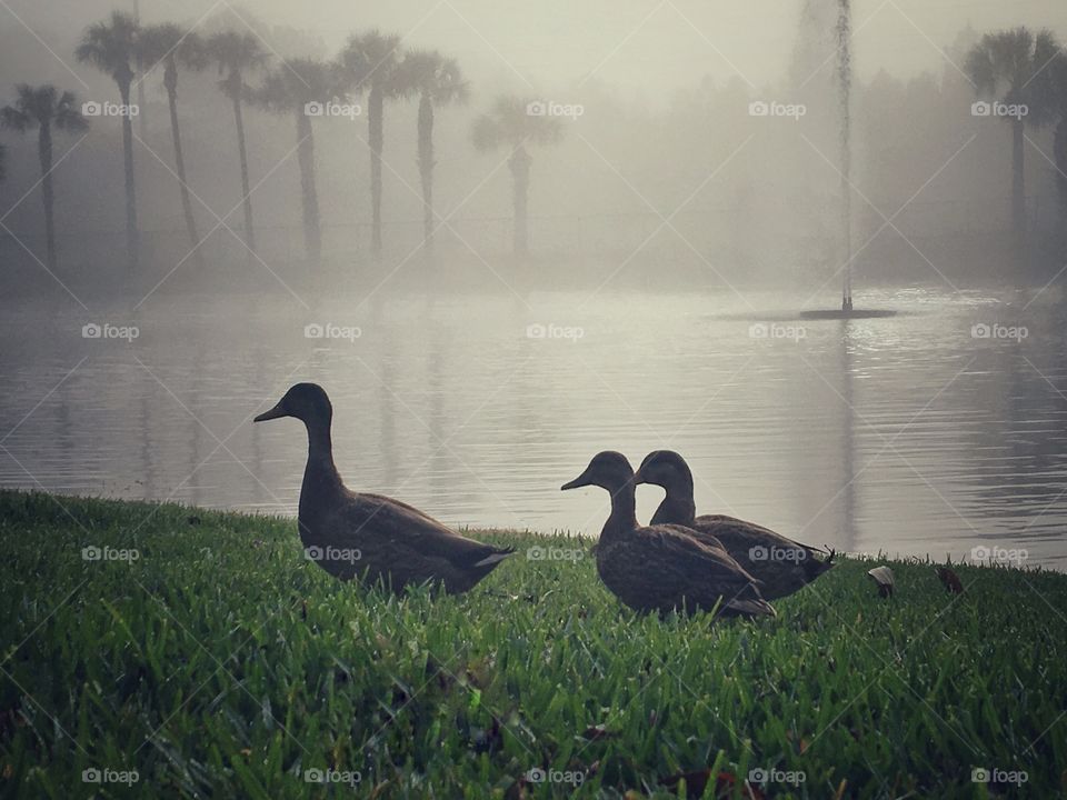 Ducks on grass