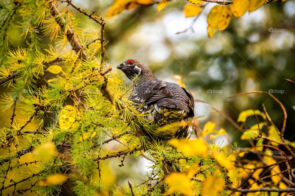 Male spruce grouse, Falcipennis canadensis, perched on branches with yellow pine needles, autumn, horizontal