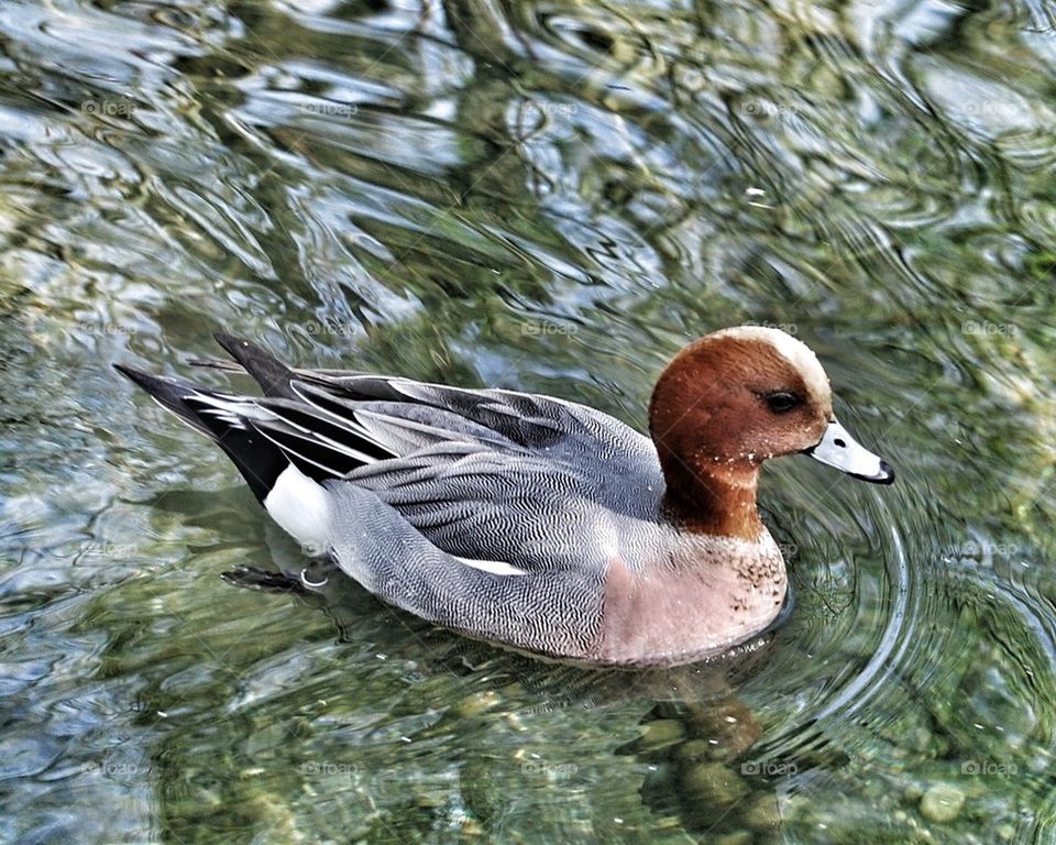 water zoo feathers duck by Nikita80