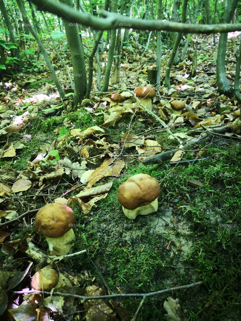 Mushrooms hide in the green forest☘️🌿