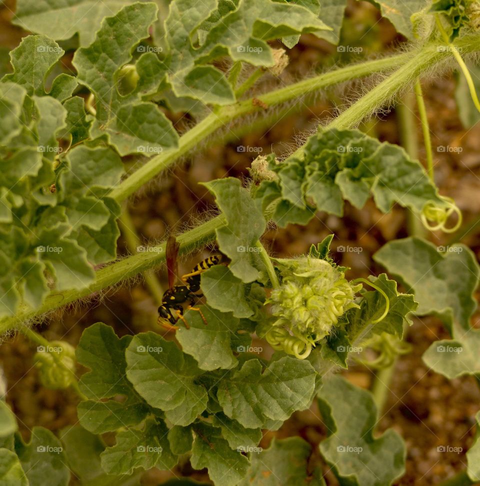 Yellow jacket in a watermelon plant