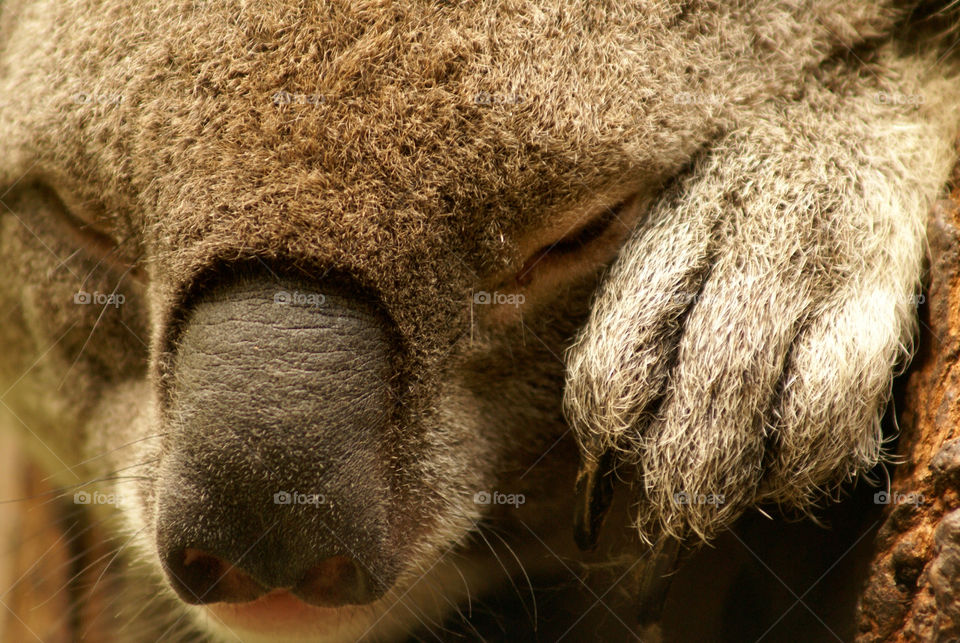 face animal eye mammals by devevo