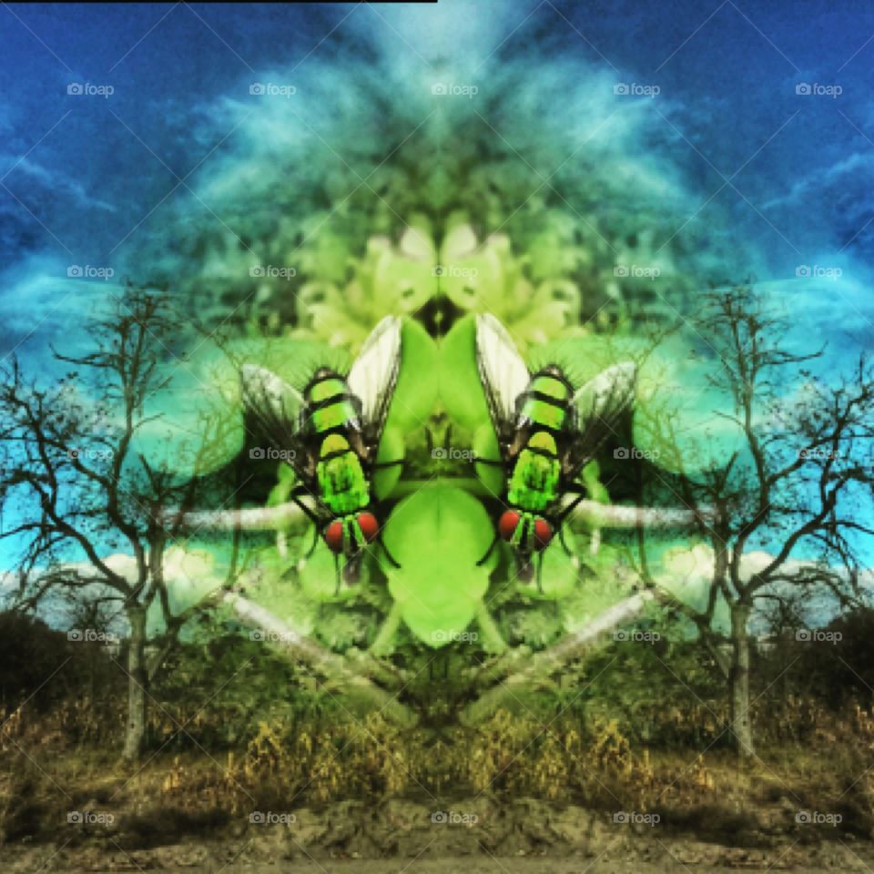 Blended abstract photo. Green fly