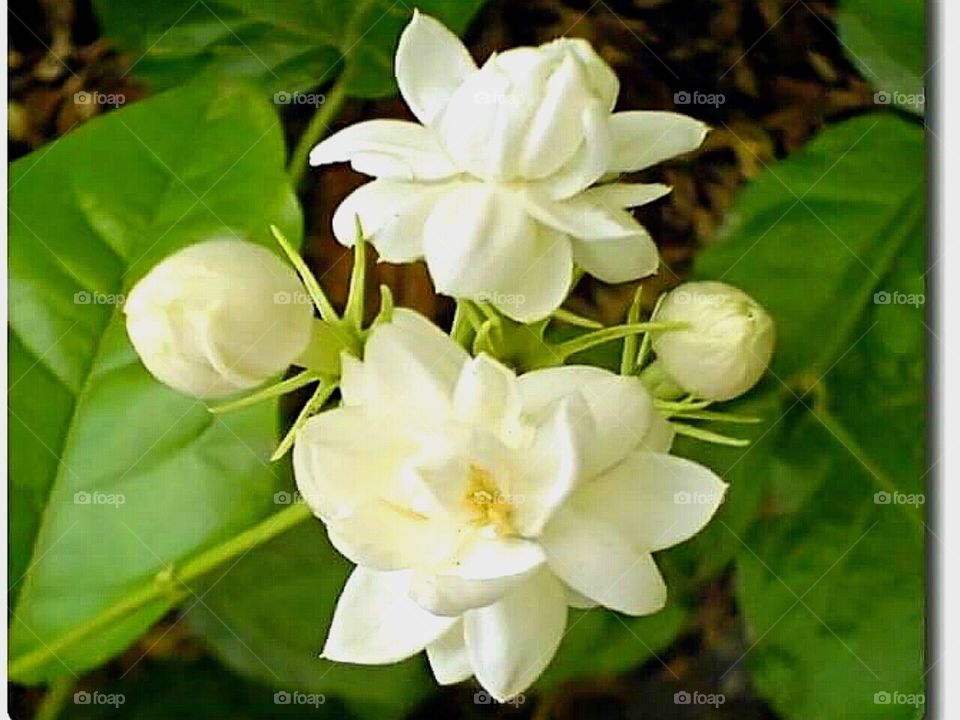 Mogra (Botanical name: Jasminum sambac) is a flowering plant that is native to South Asia and South-East Asia. This is the national flower of the Philippines.