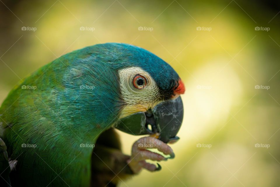 Maracana Verdadeira - A Typical Bird from Brazil