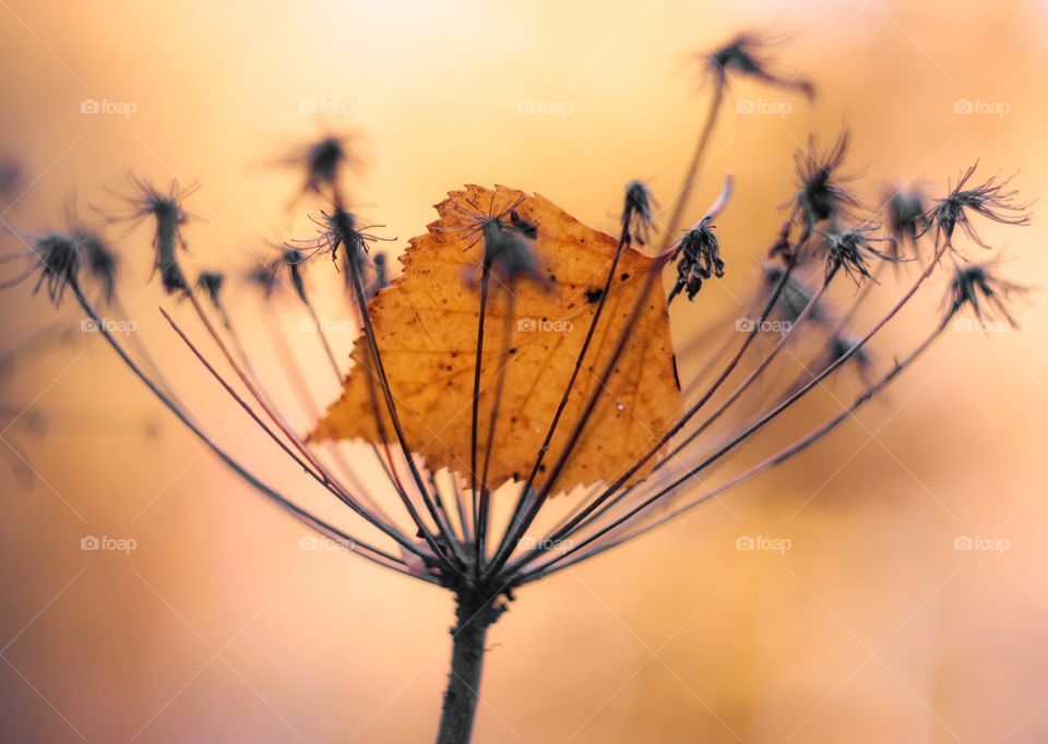 autumn orange leaf in dried flowers