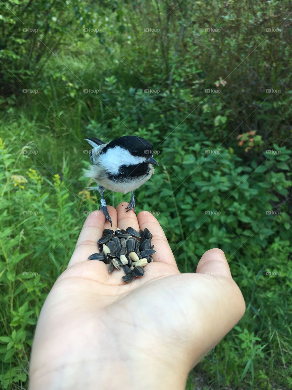 Chickadee 