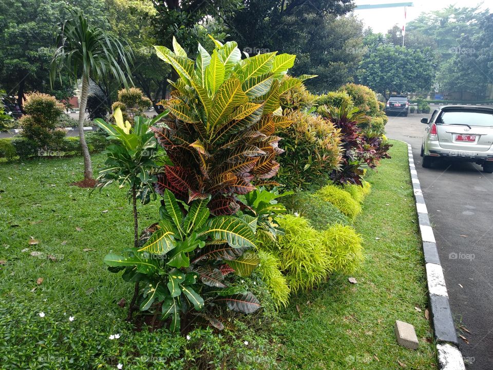 Striped And Colorful Leafed Tree