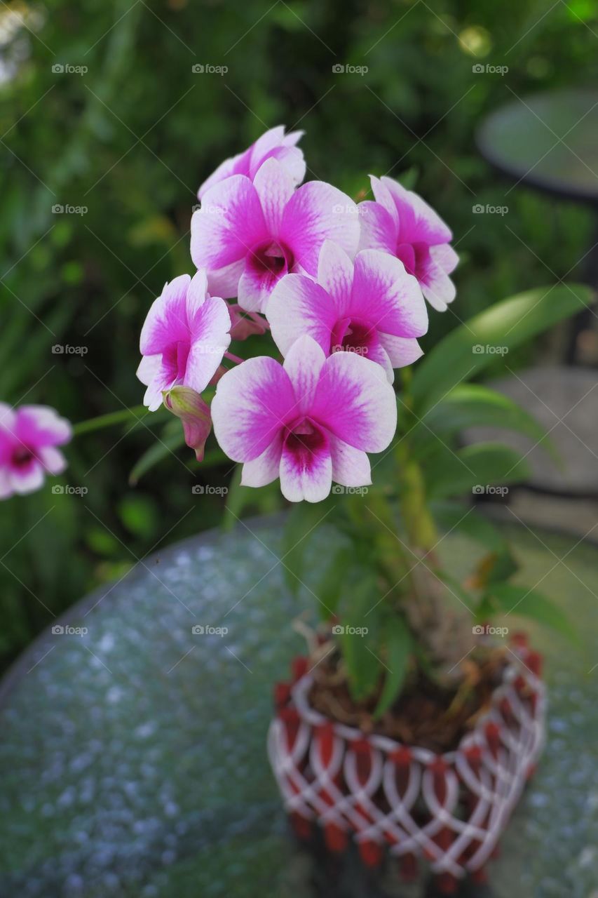 purple and white orchids on the table.