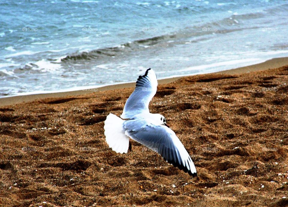 beach nature bird sea by beile