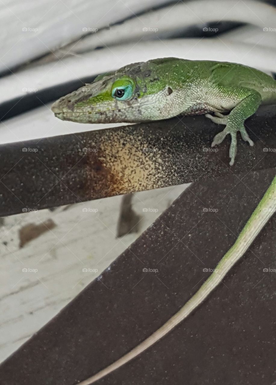 anole