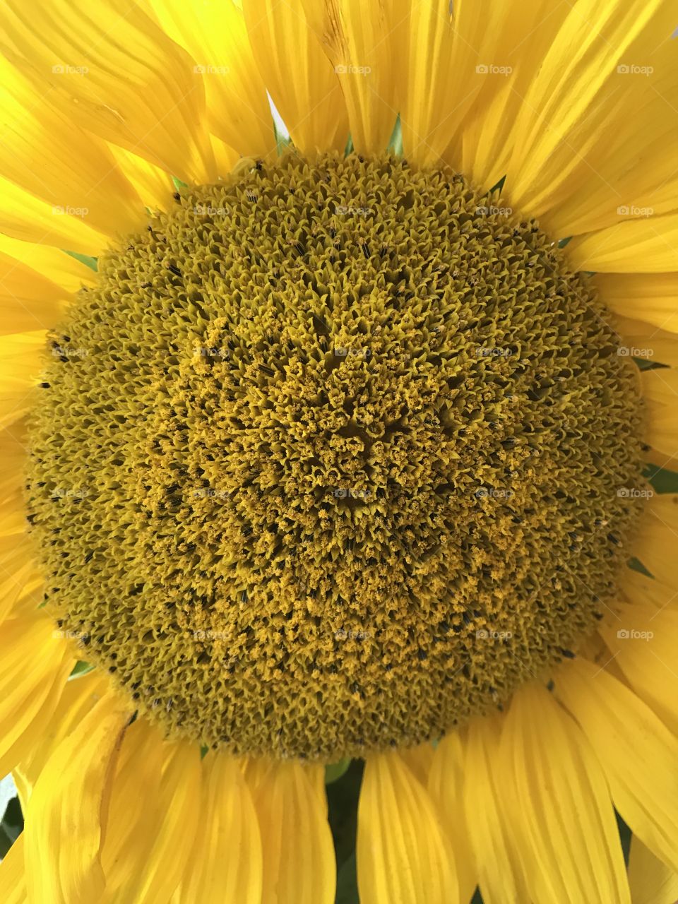 Sunflower 