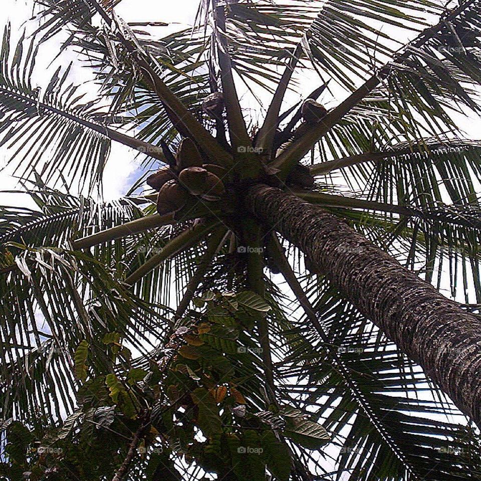 Palm