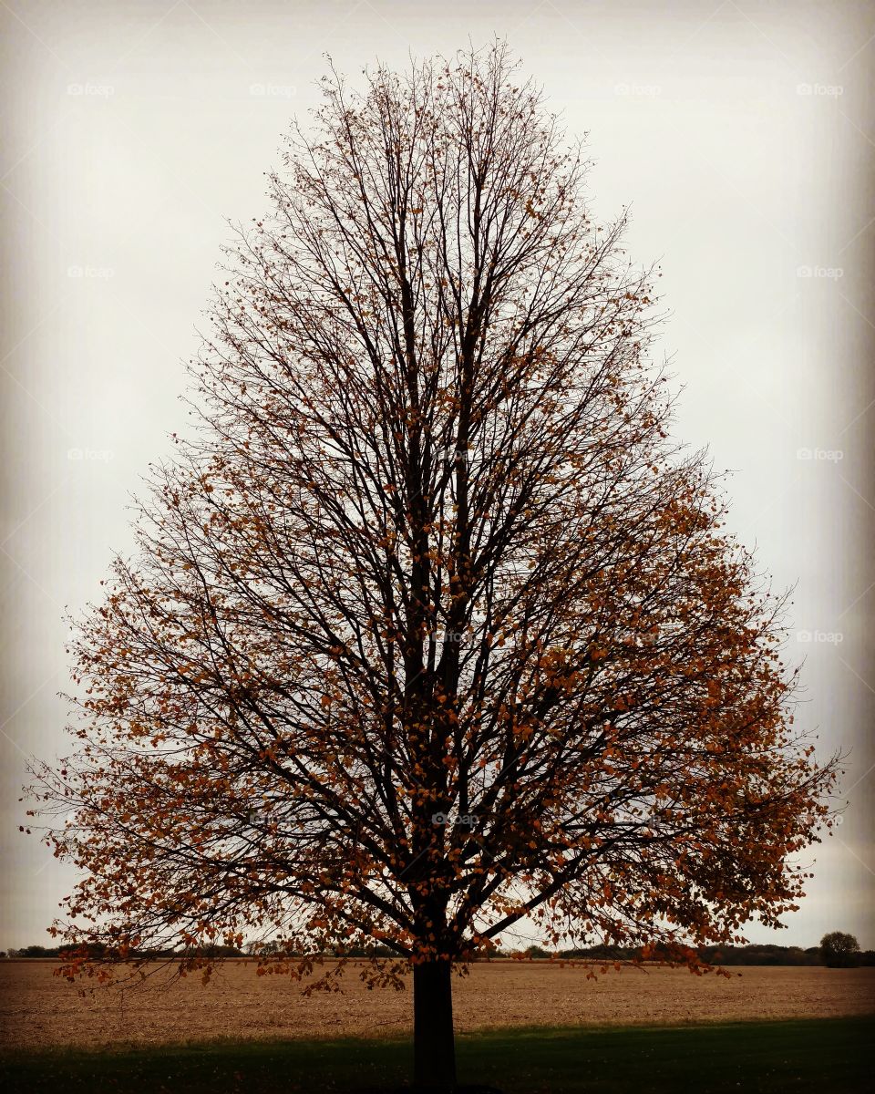 autumn tree