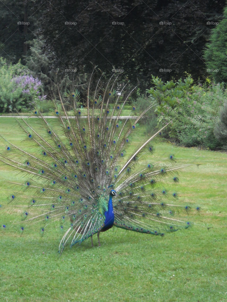 Loved peacock