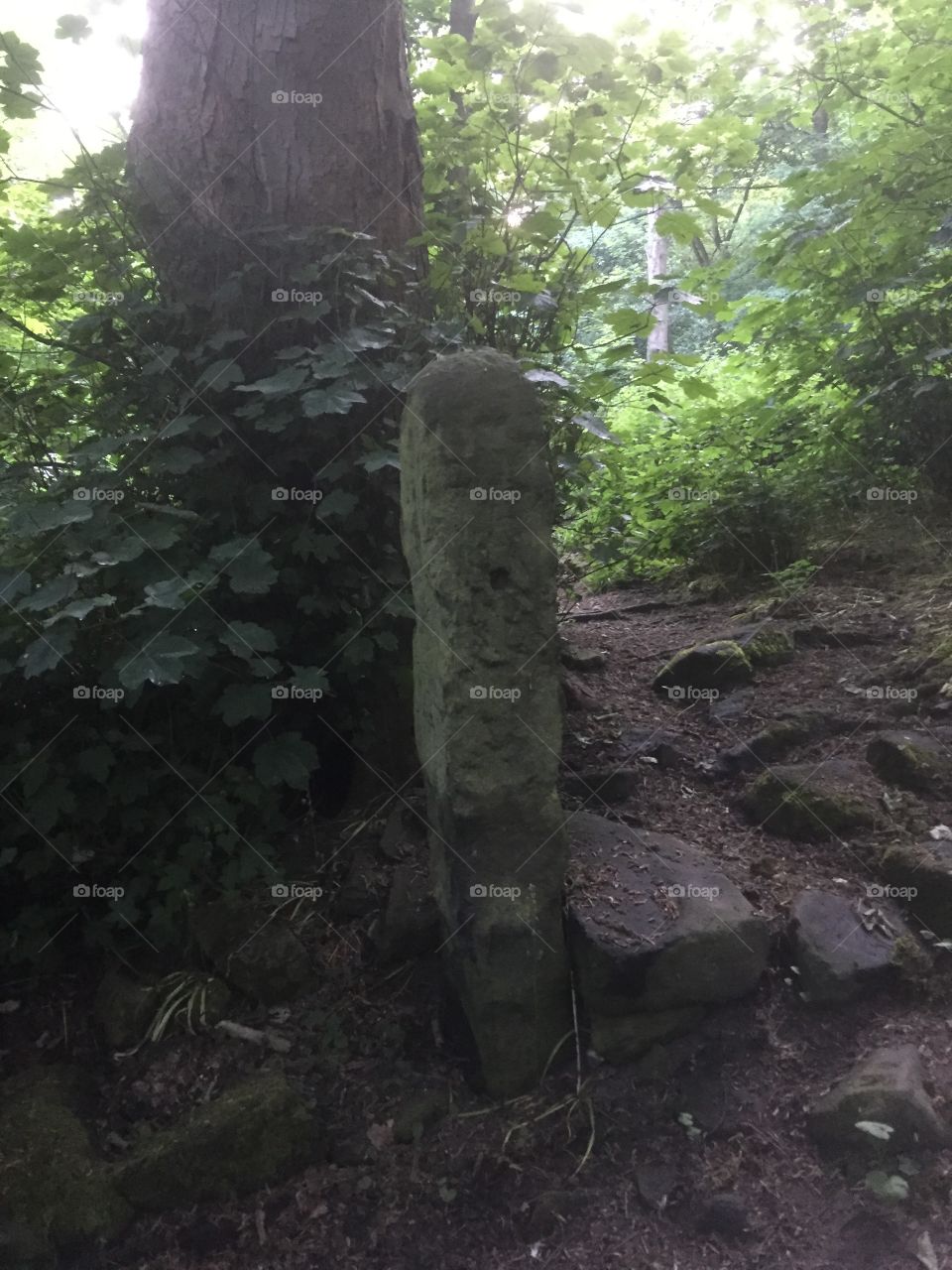 Old stone post in the wood. Yorkshire , England 