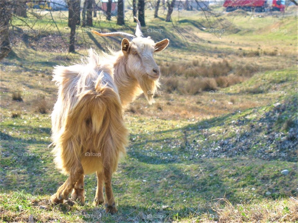 Goat striking a pose