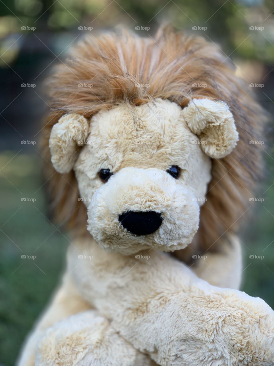 George the Lion