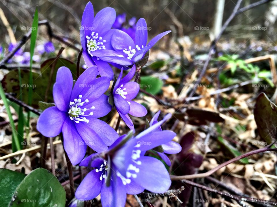 Lovely spring! . Spring flowers! 