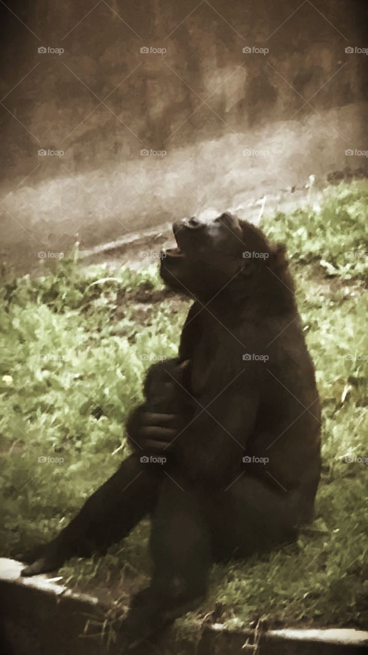 Gorilla communicating 