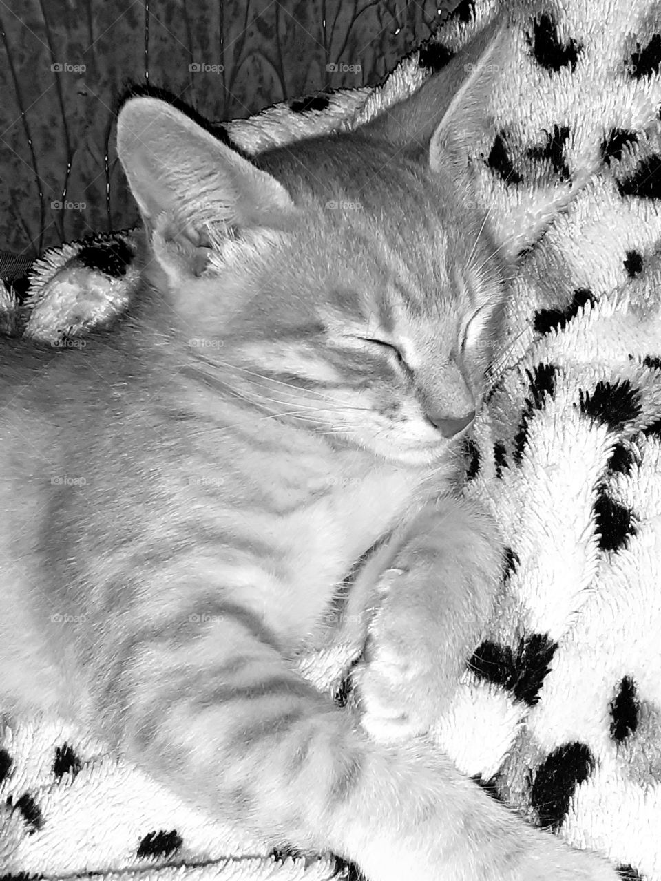 hora de tirar uma soneca