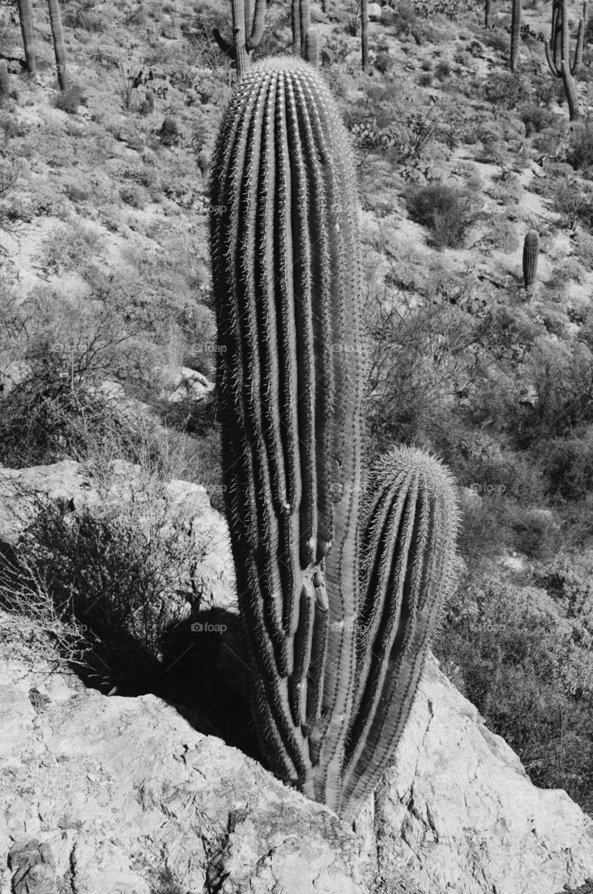 Saguaro Cactus