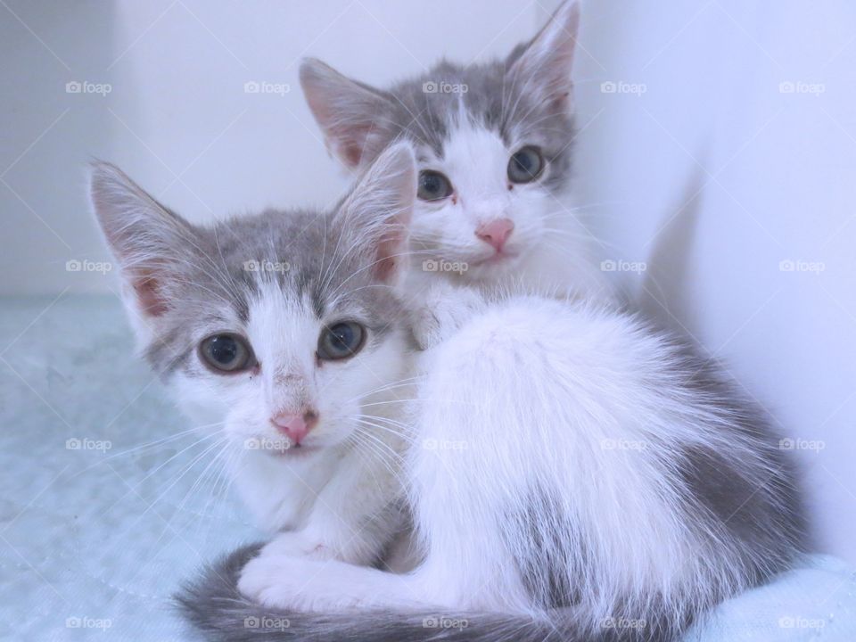 Two gray and white tabby kittens 