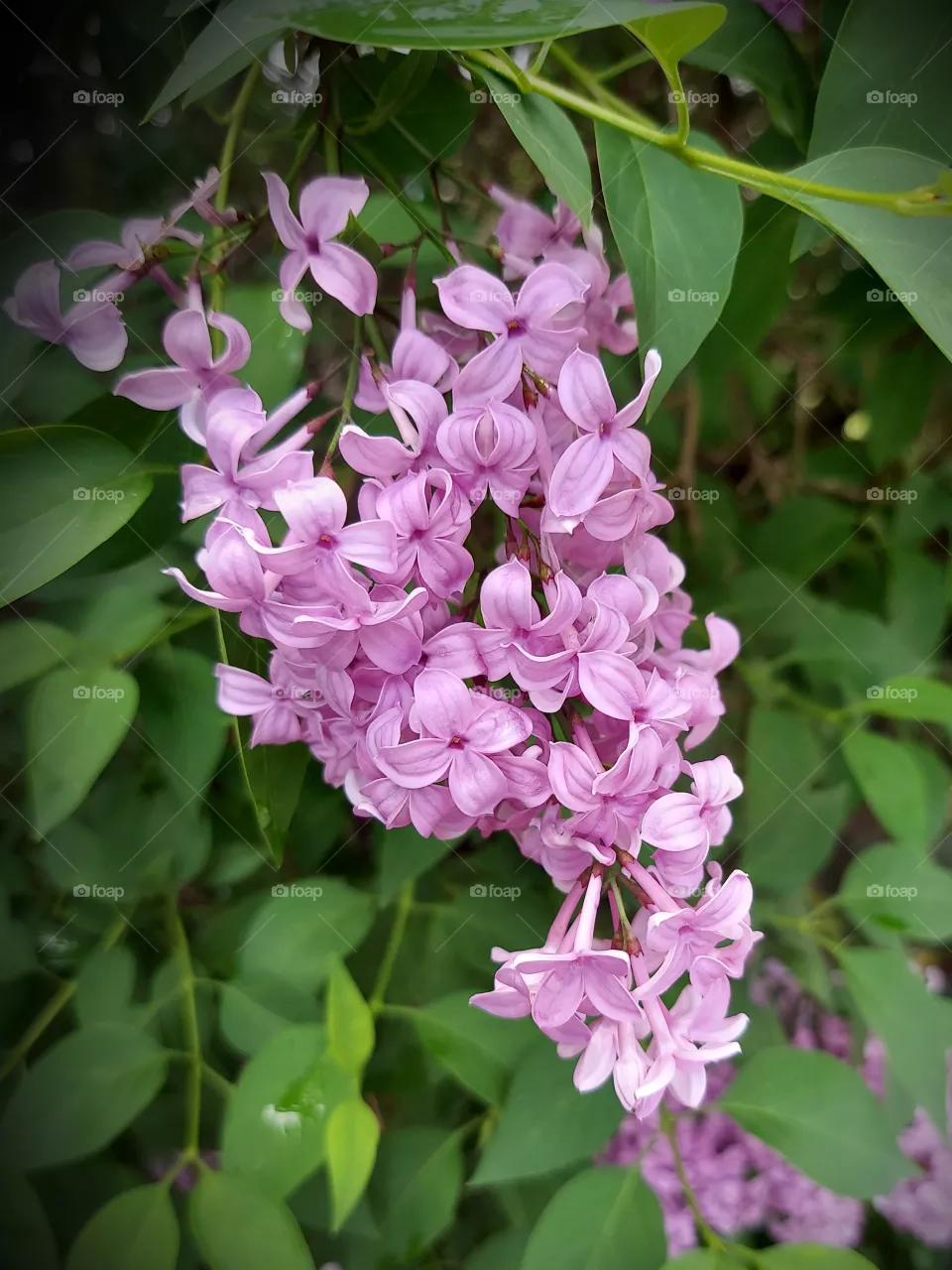 Lilac