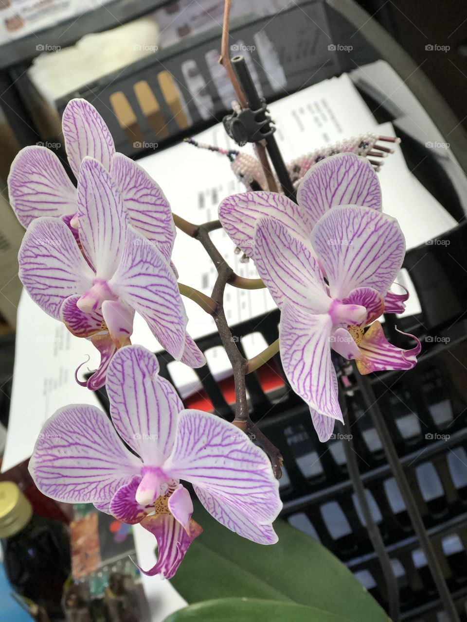 Orchid 