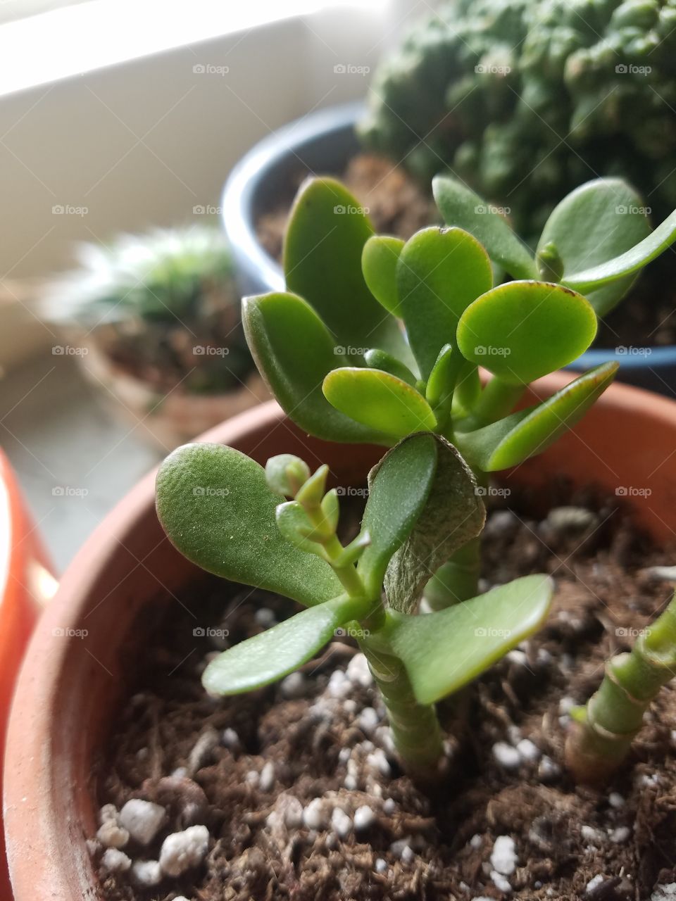 close up on succulent