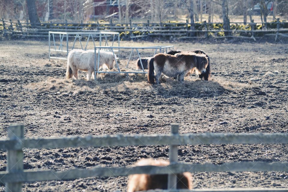 Miniature ponies