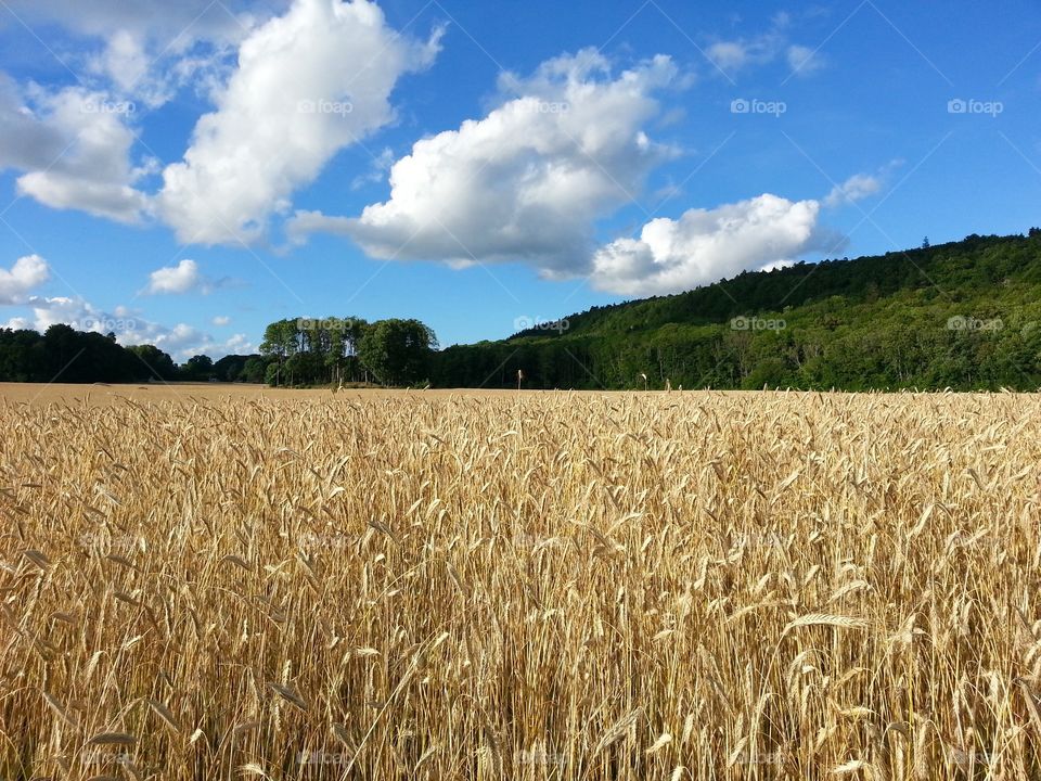 Rye field
