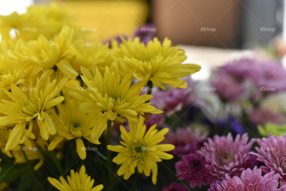 Vibrant boquet of Chrysanthemums