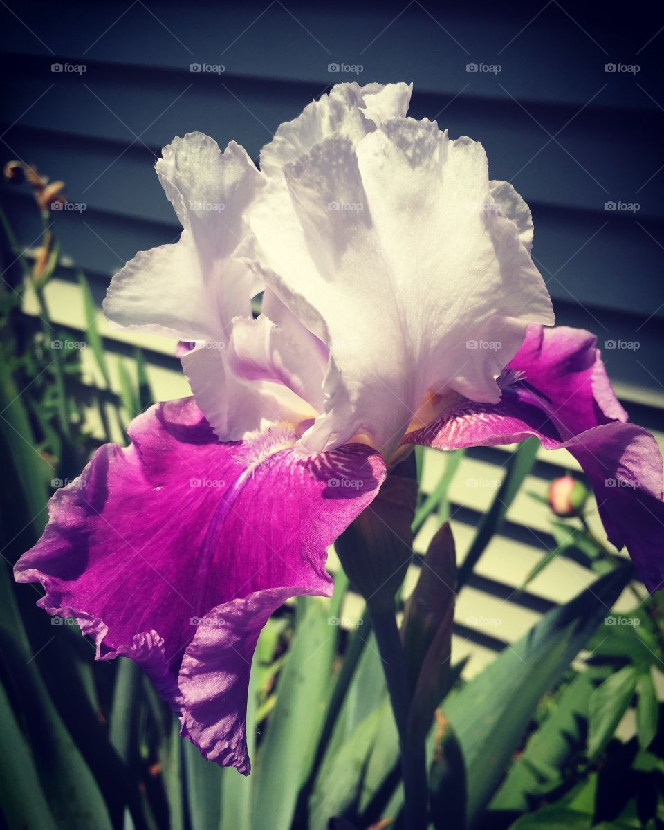 Purple iris 