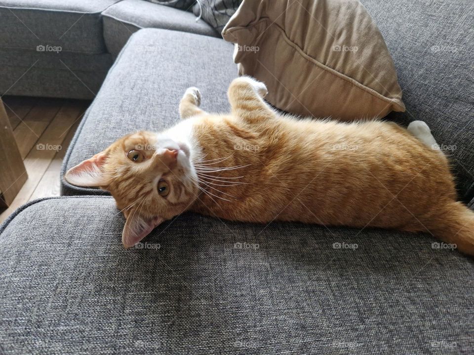 Young cat is ready to play