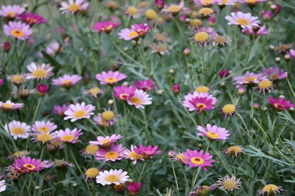 Colorful spring flowers growth 