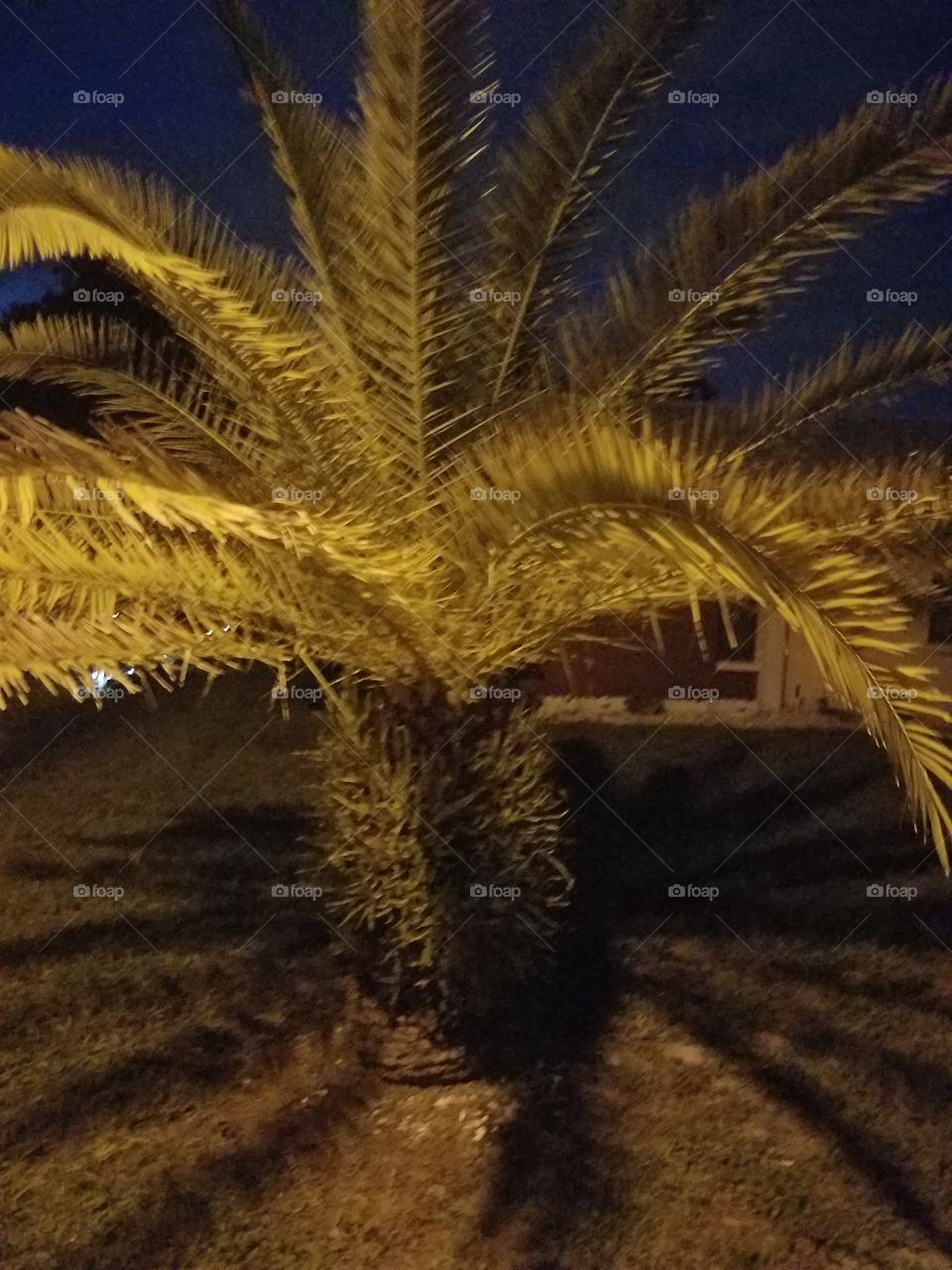 palm tree