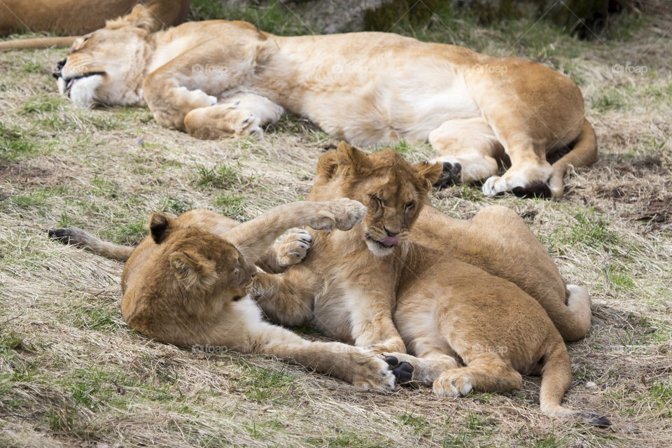Lion cup playing in grass