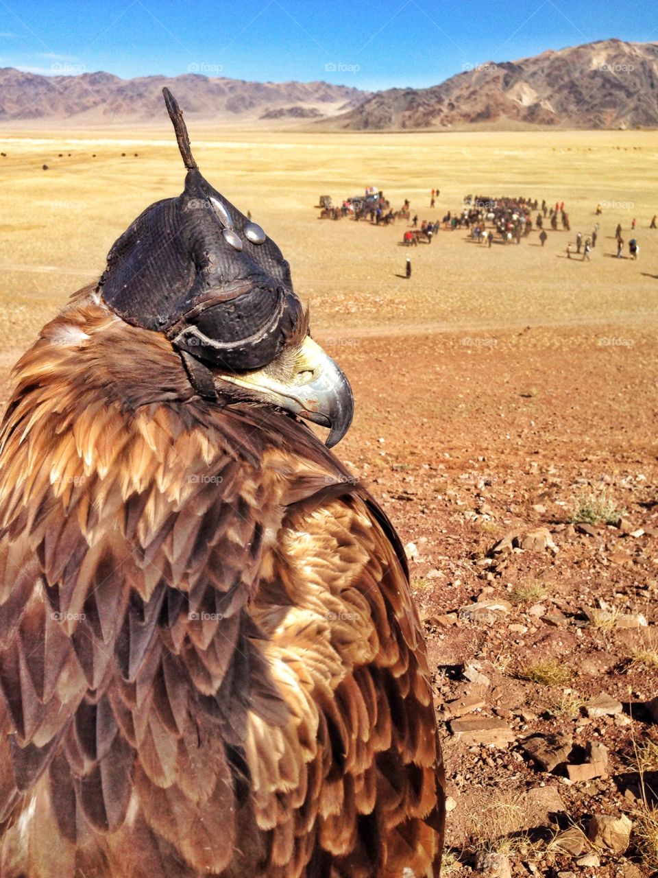 Just sitting, watching 