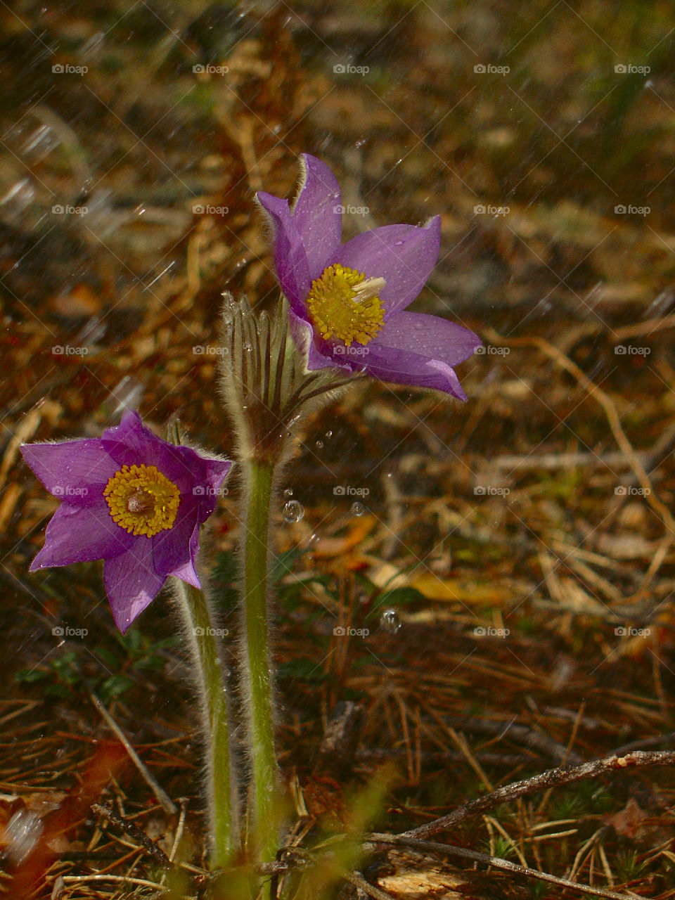 Spring flowers