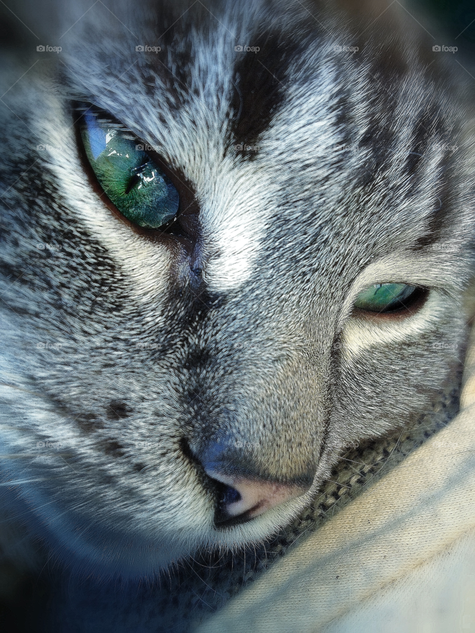 green closeup cat mammals by analia