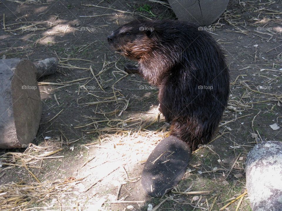 Beaver