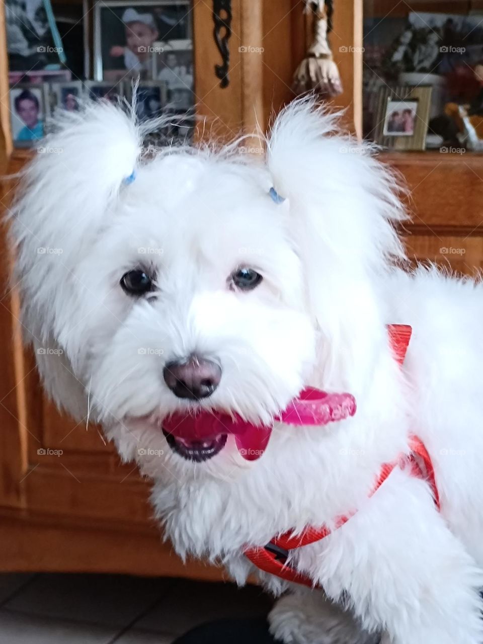 My little Maltese bichon